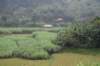 paddyfield_small.jpg