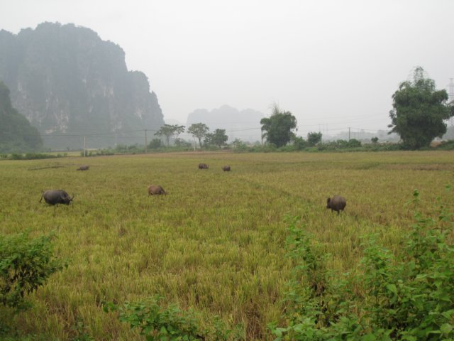 waterbuffalo.jpg