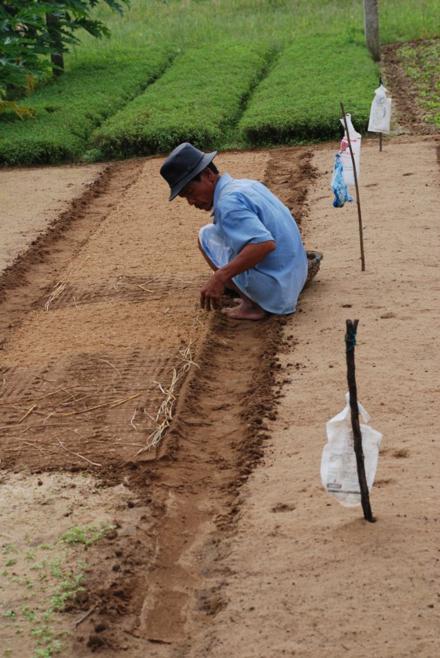 preparingtheseedbed.jpg