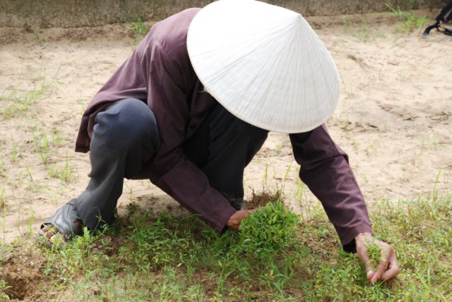 pullingtheseedlings.jpg