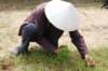 pullingtheseedlings_small.jpg